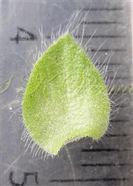  Stipule